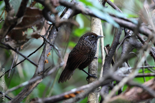 Canvas Print Cachar wedge-billed babbler or chevron-breasted babbler (Stachyris roberti) is a species of bird in the Old World babbler family (Timaliidae)