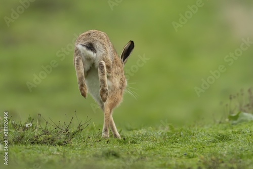 European brown hare (Lepus europaeus) adult animal running in grassland, England, United Kingdom