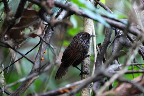 Canvas Print Cachar wedge-billed babbler or chevron-breasted babbler (Stachyris roberti) is a species of bird in the Old World babbler family (Timaliidae)