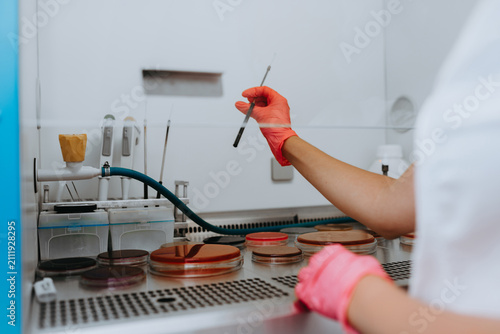 Fotografía Gloved Technician Working With Petri Dishes in a Microbiology Laboratory Laminar