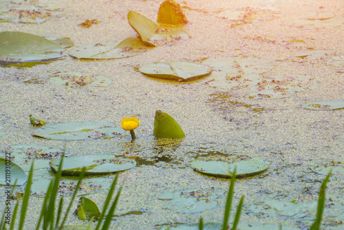 Quadro su tela Blooming yellow water lily in duckweed