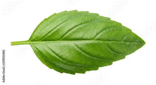 Canvastavla Single green basil leaf with visible veins and serrated edges on white backgroun