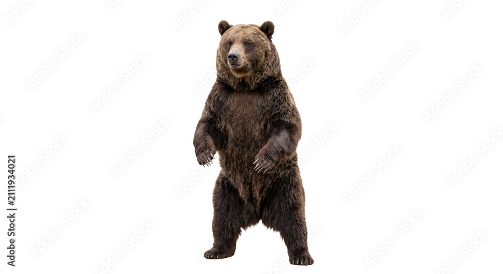 Fototapeta premium A large brown bear stands upright on its hind legs, showcasing its powerful build