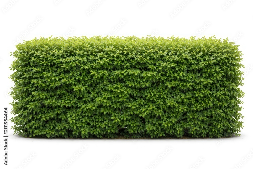 Obraz premium Lush green hedge isolated on white background