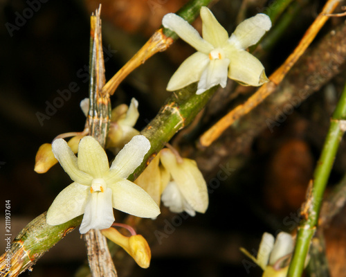 Foto White orchid flowers of Dendrobium derryi, Sarawak, Borneo