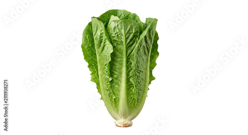 фотографія Fresh romaine lettuce head with crisp green leaves on a white background