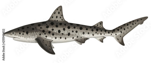 Spotted Shark 3d Render Transparent Background