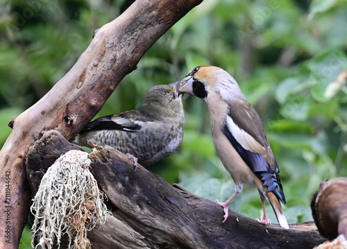 Kernbeisser Füttert Jungvogel