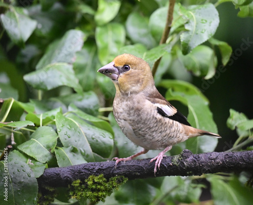 Kernbeisser Jungvogel