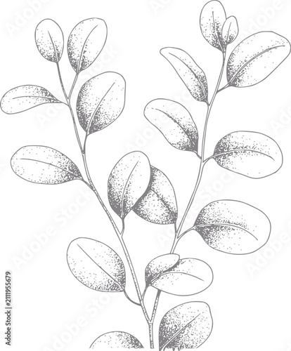 Bild auf Leinwand Botánica dibujada a mano con delicadas ramas de eucalipto con textura de hoja pu
