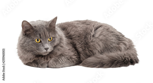 Obraz na płótnie Fluffy gray cat with bright yellow eyes resting peacefully on a white background