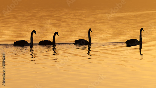 Foto Four graceful black swans swim in line formation and in silhouette in the golden reflection of sunrise on the calm waters of a lake  at Lake Curalo in Eden in New South Wales, Australia