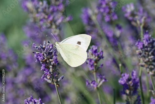 Large white butterfly (Pieris brassicae) perched on lavender in Zurich, Switzerland