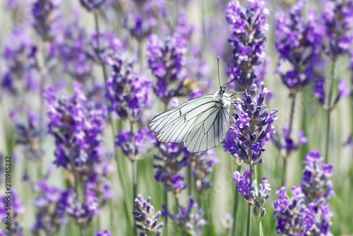 Black-veined white butterfly (Aporia crataegi) perched on lavender in Zurich, Switzerland