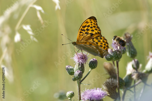 Silver-washed Fritillary butterfly (Argynnis paphia) sitting on pink flower in Zurich, Switzerland