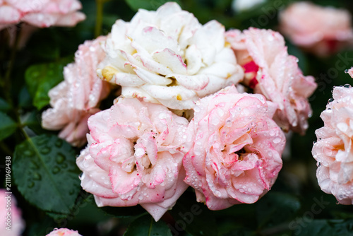 Bild auf Leinwand Macro shot of blooming pink carcassonne rose flowers bundle with detailed water
