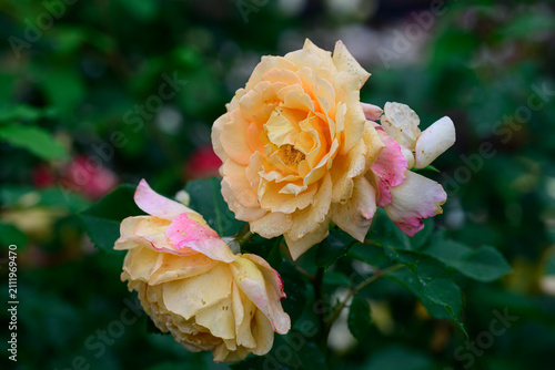 Cuadro en lienzo Charles aznavour rose flowers with water drops on branch with copy space in publ