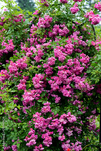 Photography Abundant blooming pink wartburg multiflora rambler climbing rose bush on garden