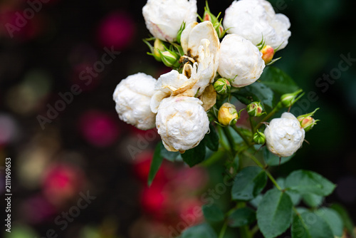 Foto White schneewittchen iceberg floribunda rose flower cluster blooming with raindr