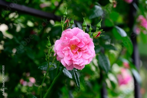 Фотография Pink camelot tantau climbing rose flower with buds blooming on trellis branch af