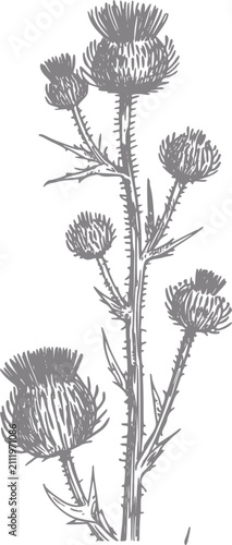 Canvastavla Botánica detallada de estilo vintage de una planta de cardo espinoso aislada sob