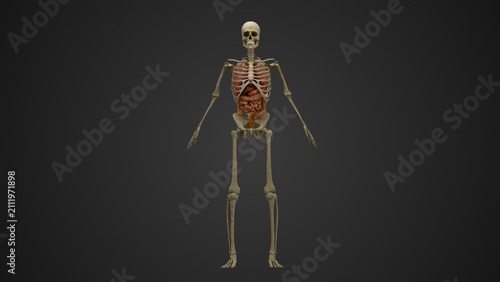 Accurate 3d render of Human Digestive System and Skeletal System