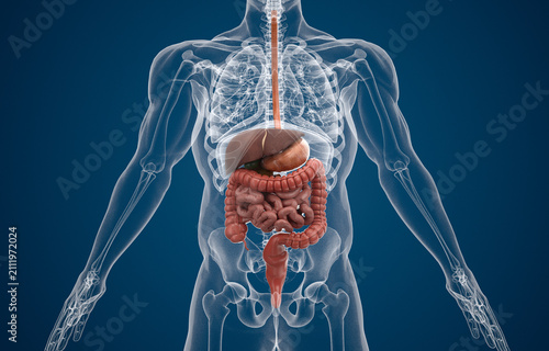Accurate 3d render of Human Digestive System and rest of body in X-ray 