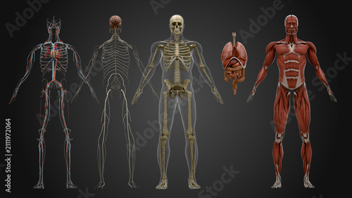 Human Anatomy separated in Muscular, Skeletal, Respiratory, Nervous, Circulatory Systems