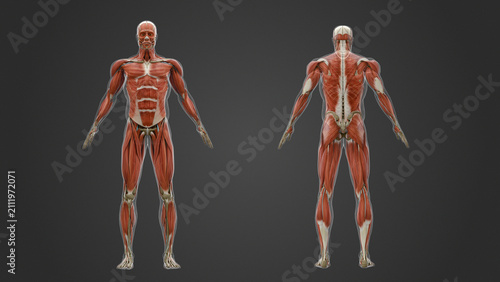 3d Render Illustration of Accurate Human Anatomy Musculature System, front and back view
