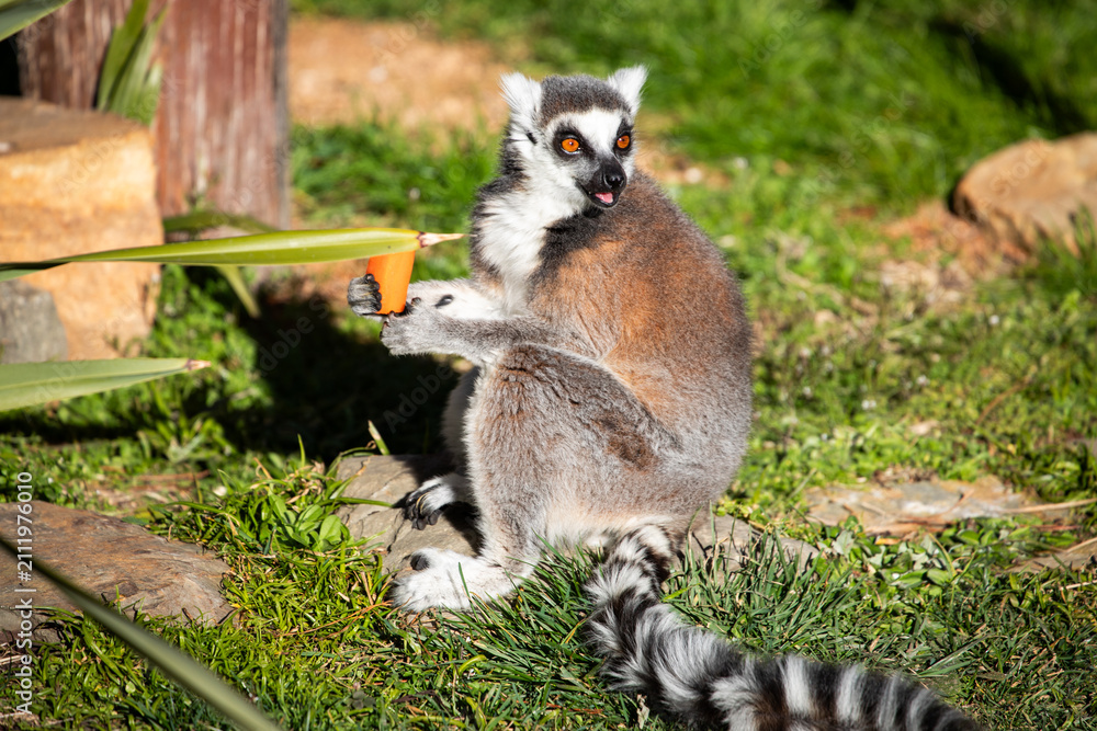 Fototapeta premium Ring-tailed Lemur Holding Orange Cup Outdoors