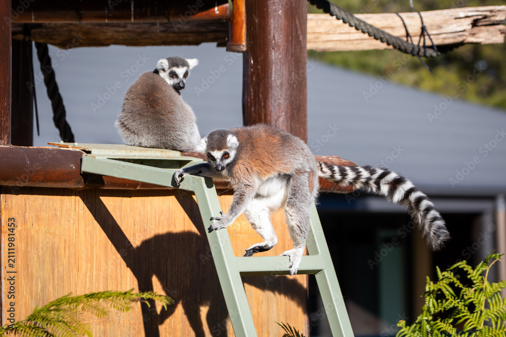 Fototapeta premium Two Lemurs Climbing Wooden Playground Structure