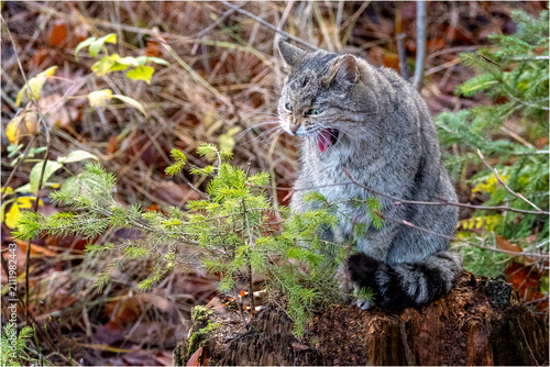 Photography Wildkatze