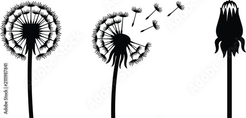 Obraz na płótnie Dandelion Seed Head Silhouette Set with Blowing Seeds, Black Botanical Wildflowe