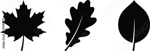 Maple, Oak and Beech Leaf Silhouette Collection, Black Botanical Tree Leaves Vector EPS Set Isolated on White Background