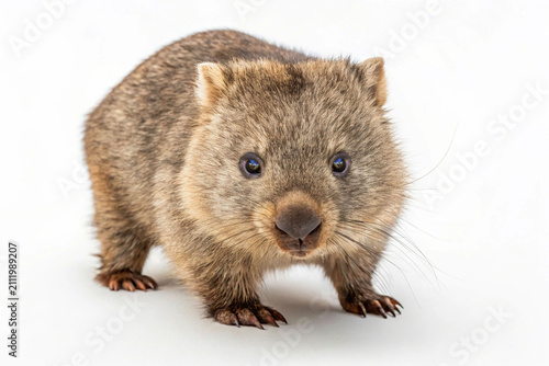 Принти на полотні Brown wombat captured in full side profile against a clean white background — sturdy, earthy, and endearingly wild