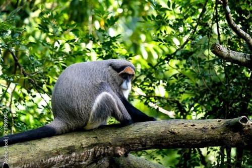 An adult De Brazza's monkey (cercopithecus neglectus), an Old World monkey native to central Africa, sitting on a tree branch inside its zoo enclosure - Singapore