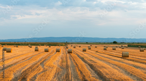 Bild auf Leinwand Harvested wheat field with round hay bales under dramatic storm clouds at sunset