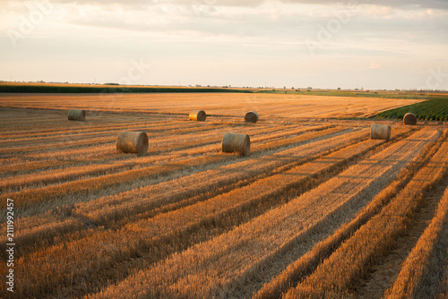 Bild auf Leinwand Harvested wheat field with round hay bales under dramatic storm clouds at sunset