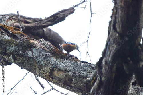 Photography The beautiful nuthatch (Sitta formosa) is a bird species in the family Sittidae, collectively known as nuthatches
