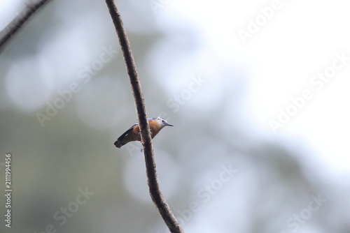 Photography The beautiful nuthatch (Sitta formosa) is a bird species in the family Sittidae, collectively known as nuthatches