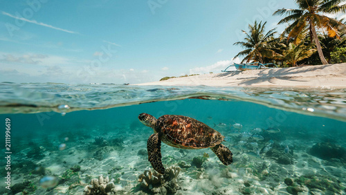 sea turtle on the beach