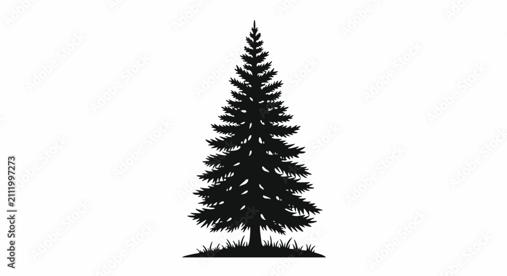Obraz premium Close up of a tall evergreen coniferous tree.