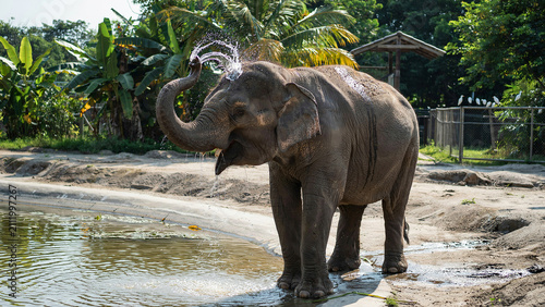elephant in the zoo
