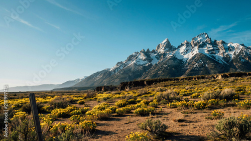 mountain landscape with yellow flowers