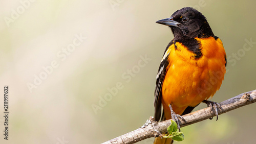 bird on a branch