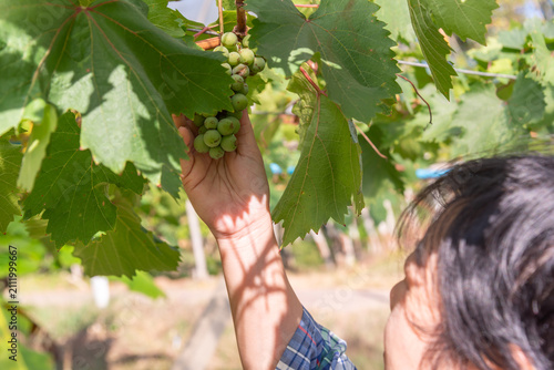 Cuadro en lienzo Farmer harvesting fresh green grapes from vineyard during growing season highlig
