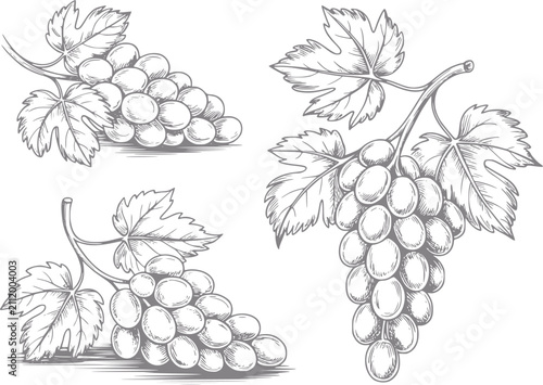 Estilo vintage dibujado a mano de tres racimos de uvas con hojas aislados sobre un fondo blanco