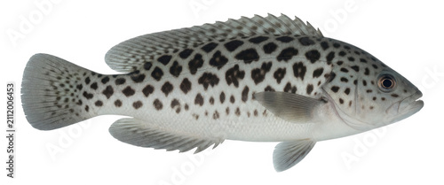 Plakat Spotted Fish Isolated Transparent Background