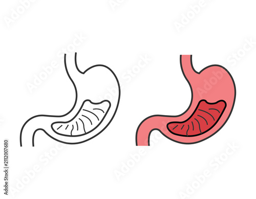фотографія Human Stomach Illustration Line Art And Red Filled Version On White Background a