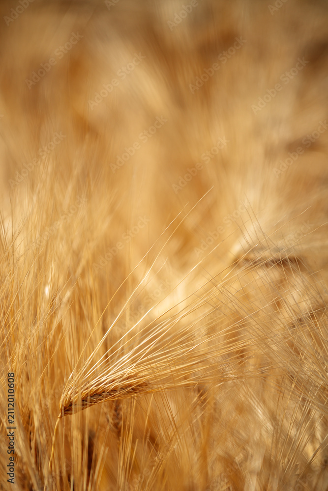Obraz premium Close-up view of a golden barley field with ripe ears of grain swaying in warm sunlight, suggesting harvest, abundance and rural summer life